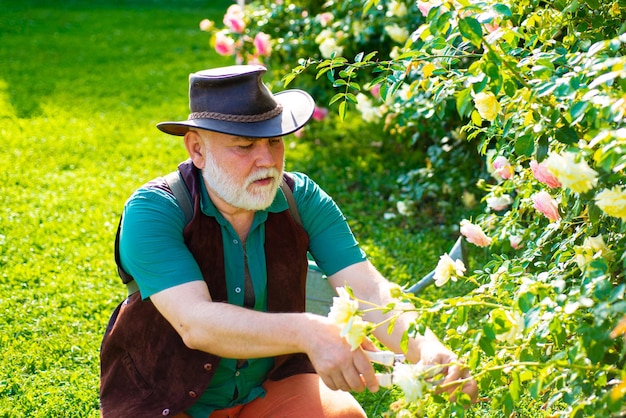 Homme mûr jardinier senior planter des fleurs au jardin agriculteur dans le jardin de roses de coupe portrait de mat