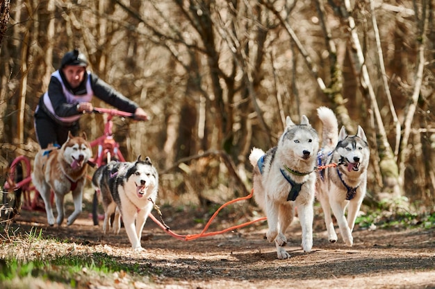 L'homme musher monte sur un chariot à trois roues avec quatre chiens de traîneau Husky de Sibérie dans un harnais sur la forêt