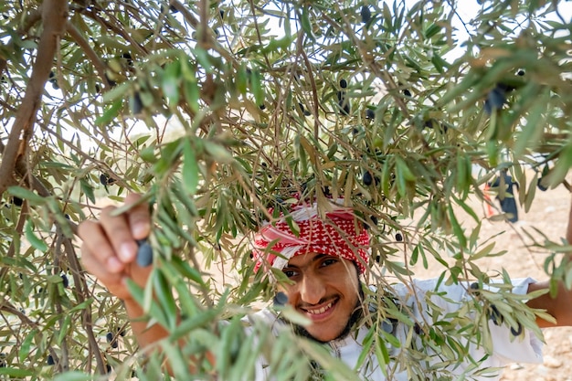 Un homme musulman récolte un olivier