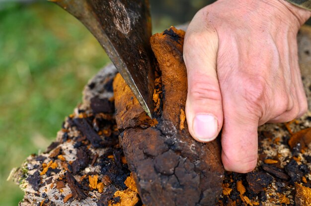 Homme nettoyant un champignon Chaga