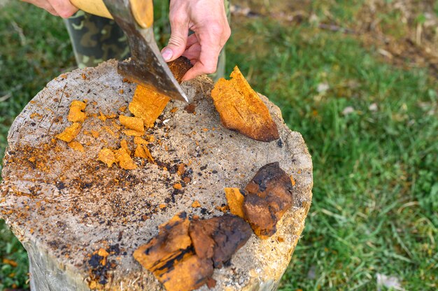 Homme nettoyant un champignon Chaga