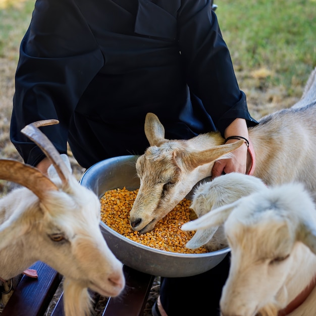 Photo homme nourrir les chèvres avec du maïs