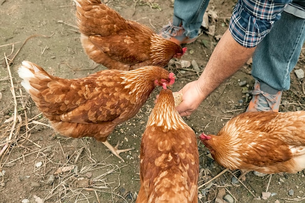 Homme nourrissant des poules de la main dans la ferme Poule domestique en pâturage libre sur une ferme biologique traditionnelle de volailles en plein air Poulet adulte marchant sur le sol