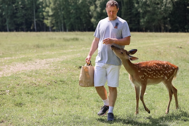 Un homme nourrit un mignon bambi de cerf tacheté au zoo de contact. L'homme heureux voyageur aime socialiser avec les animaux sauvages dans le parc national en été.