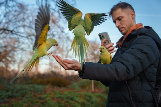 Un homme nourrit des perroquets dans un parc de Londres au milieu de la saison hivernale.