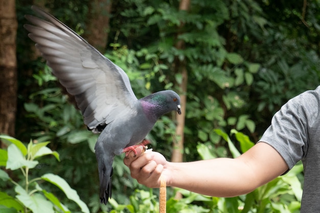 L'homme nourrit un pigeon de sa main