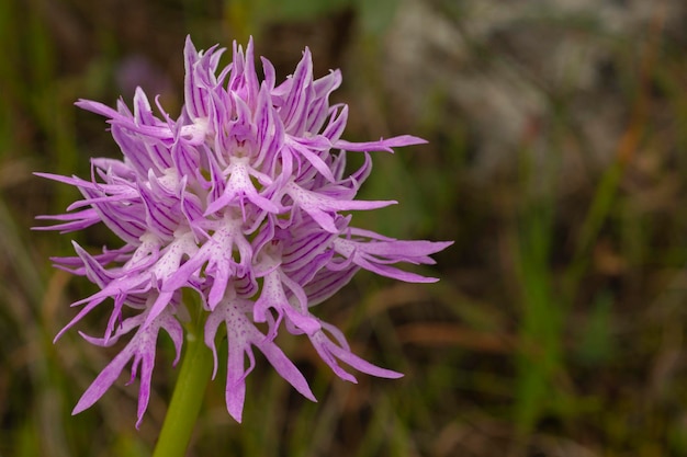 Homme nu orchidée ou orchidée italienne Orchis italica Malaga Espagne