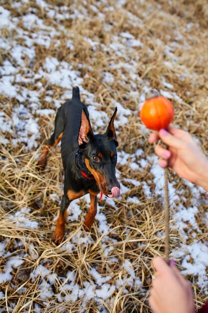 L'homme passe du temps avec un beau chien doberman à l'extérieur