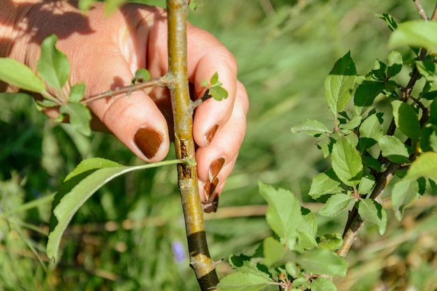 L'homme a passé l'été à frayer l'arbre fruitier