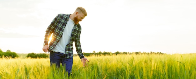 Un homme passe sa main sur les épillets traversant un champ de blé Un jeune agriculteur vérifie la future récolte Photographie panoramique