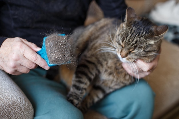 Un homme peigne la fourrure de son chat gris avec une brosse