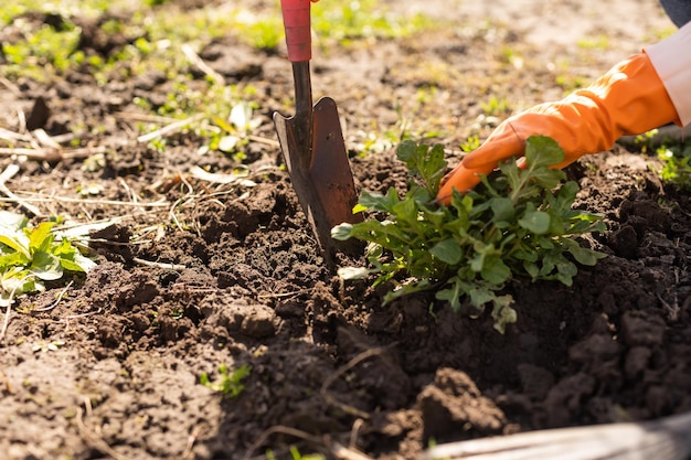 Homme plantant des cultures dans le jardin.