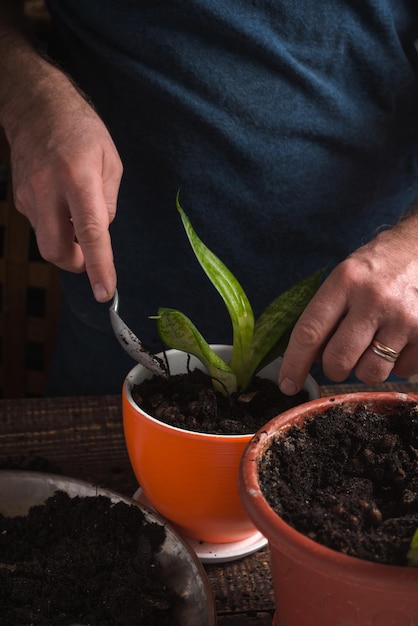 L'homme plante une fleur d'intérieur dans un pot orange