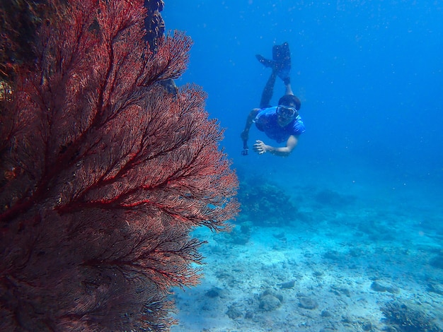 Homme plongée en apnée sous l'eau avec vue sur les coraux.