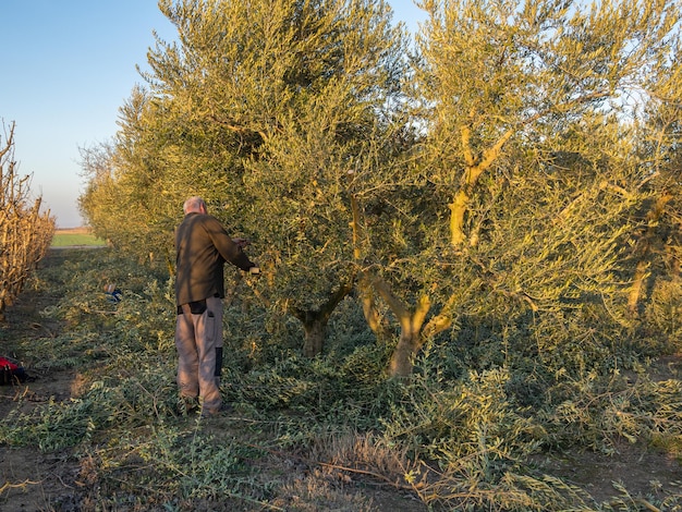 Homme plus âgé taillant une plantation d'oliviers au coucher du soleil