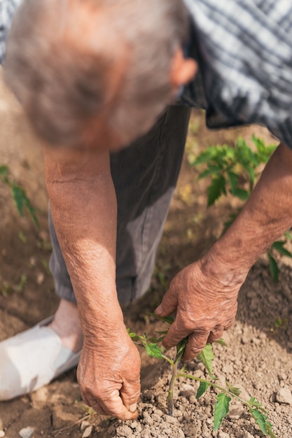 Homme plus âgé vérifiant les récoltes de tomates avec ses mains.