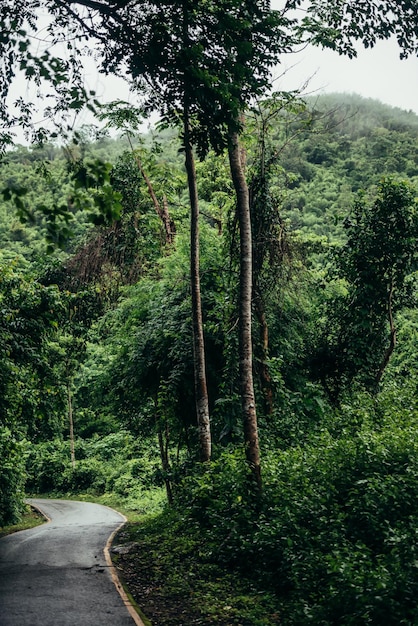 Homme portant un imperméable mettant sa capuche au milieu d'une forêt