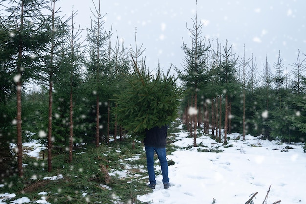 L'homme prend l'arbre de Noël sur la pépinière en hiver