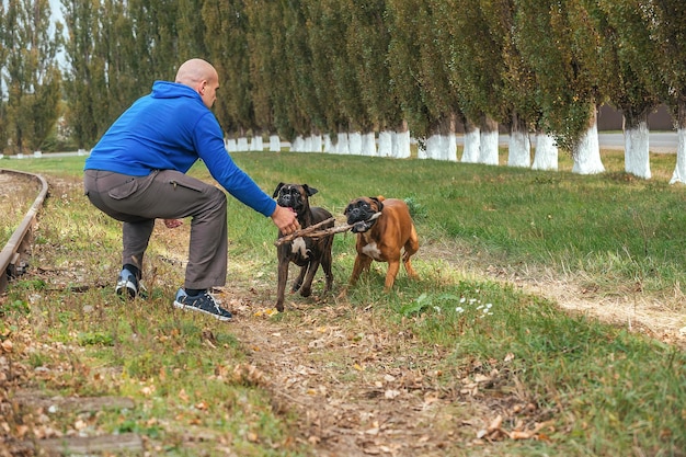 un homme en promenade jette un apport à ses deux chiens de la race boxeur allemand