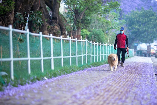 Un homme promène un chien sur un chemin de terre avec une clôture en arrière-plan.