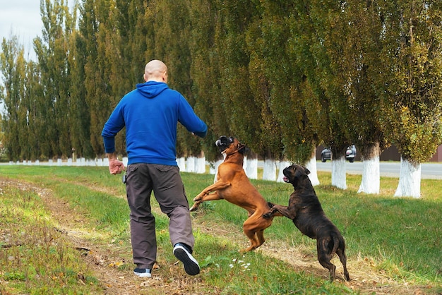 un homme propriétaire d'un chenil de race boxeur allemand promène des chiens adultes pour une promenade