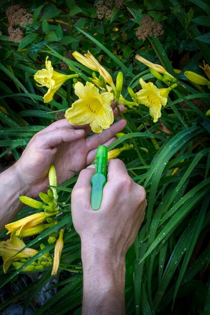 L'homme pulvérise des fleurs dans la cour Entretien des plantes de jardin d'arrière-cour au printemps ou en été