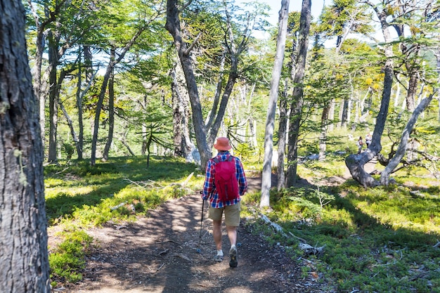 Homme de randonnée dans la forêt