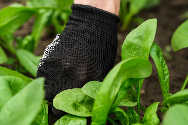 L'homme récolte des épinards frais cultivés sur place