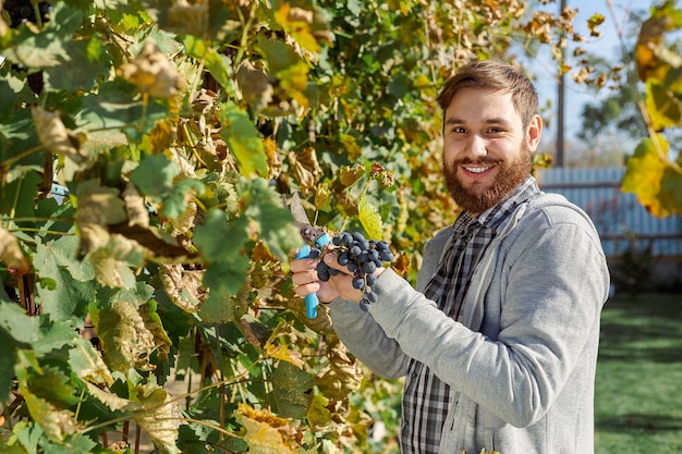 L'homme récolte des grappes mûres de raisins noirs sur la vigne. Homme vigneron cueillant la récolte des raisins d'automne pour la vinification dans le vignoble. Cépage Cabernet Sauvignon, Merlot, Pinot Noir, Sangiovese.