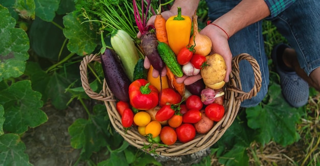 Un homme avec une récolte de légumes dans le jardin Mise au point sélective