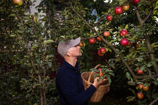 Un homme récolte des pommes, s'occupe des arbres et les arrose.