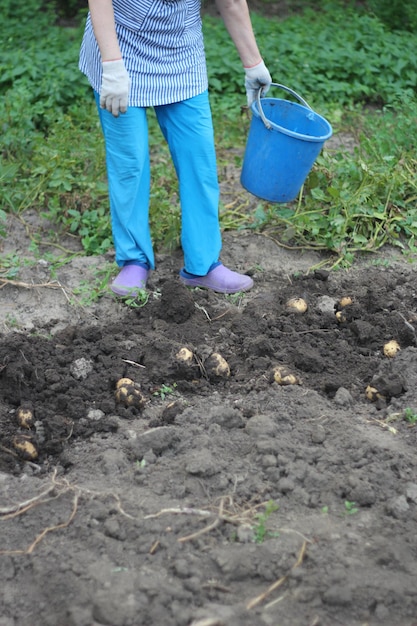 L'homme recueille les fruits des pommes de terre dans le jardin