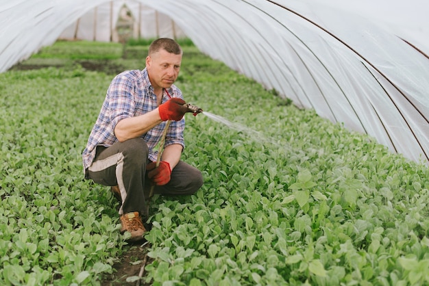 l'homme s'occupe des plantes dans la serre