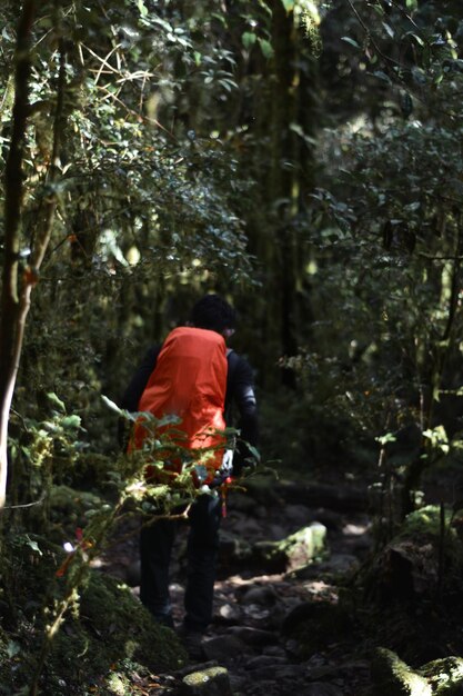 Photo un homme avec un sac à dos de montagne dans la forêt de la montagne bawakaraeng