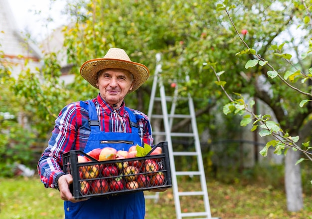 Homme séduisant travaillant dans le jardin avec des pommes Agriculteur en uniforme tenant un panier de pommes