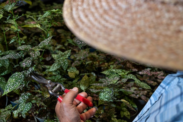 Homme senior latino-américain méconnaissable en chapeau de paille taille une plante dans son jardin C