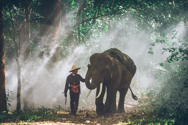 L'homme et son éléphant dans le nord de la Thaïlande