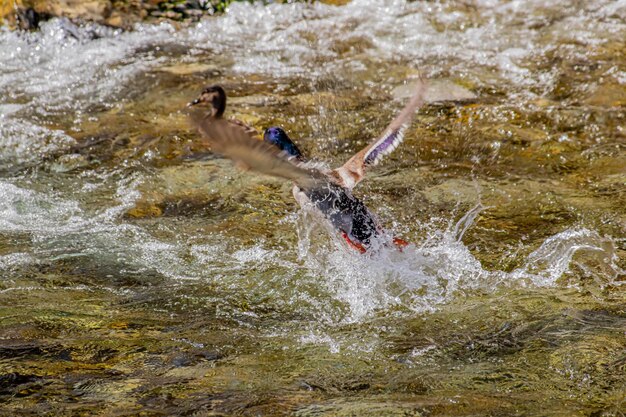 Un homme surfe dans la mer.