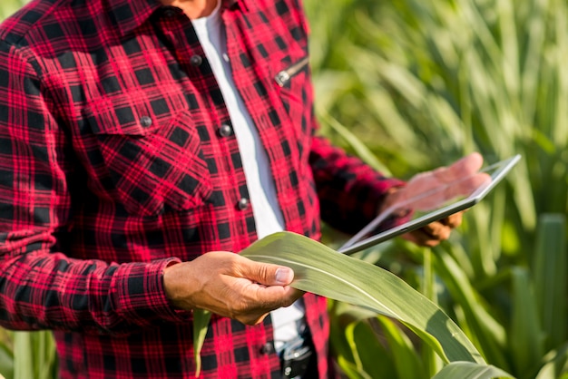 Homme avec une tablette dans un champ de maïs
