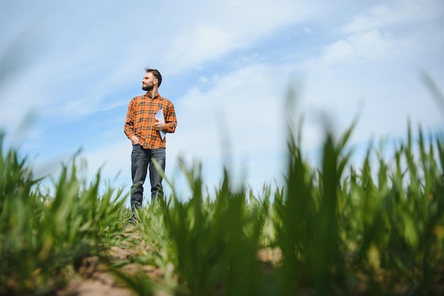 un homme en tant qu'agriculteur marchant le long du champ vêtu d'une chemise à carreaux et d'un jean vérifie et inspecte les jeunes pousses de blé, d'orge, de seigle ou d'autres céréales un concept d'agriculture et d'agronomie