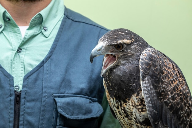 Homme tenant un aigle à poitrine noire