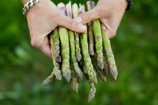 Homme tenant un bouquet d'asperges vertes dans ses mains en plein air, lances d'asperges vertes fraîches au soleil, copiez l'espace pour le texte. Récolte, prêt à cuisiner, régime végétalien sain, nourriture locale.