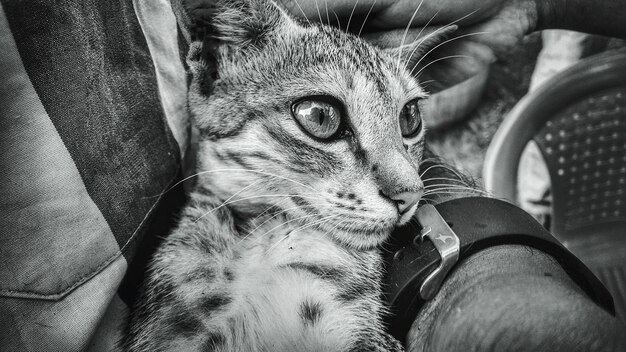 Un homme tenant un chat.