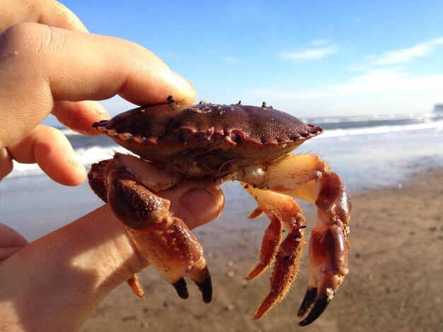 Un homme tenant un crabe