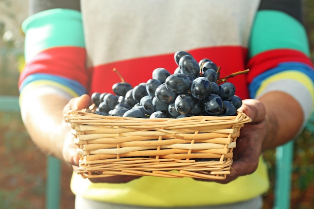 Homme tenant du raisin dans le panier à l'extérieur