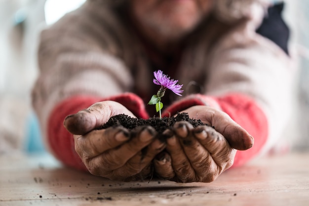 Homme tenant une fleur pourpre dans un sol dans ses mains, adapté aux concepts de la vie.