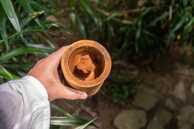 Un homme tenant un gros plan de tronc d'arbre de cannelle