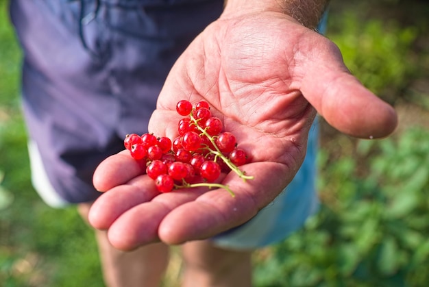 Homme tenant une groseille rouge récoltant des vitamines naturelles de produits écologiques