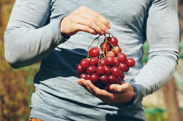 Homme tenant une grosse grappe de raisin