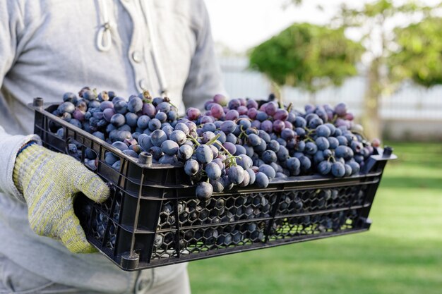 L'homme tient la boîte de raisins noirs mûrs à l'extérieur. Vendanges d'automne dans le vignoble